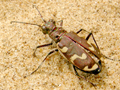 Cicindela maritima